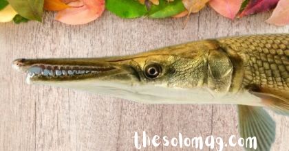 Alligator Gar Skeleton